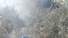 حرائق بالجملة .. تطال الشجرة المقدسة.. المستوطنون متهمون!