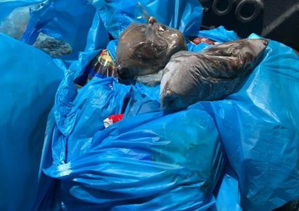 "الاقتصاد" تغلق ملحمتين بعد ضبط لحوم فاسدة