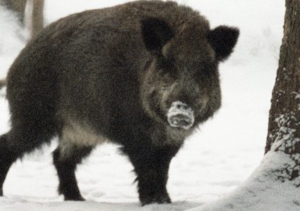 خنزير بري يفاجئ مجموعة صيادين ويتغلب عليهم! (فيديو)