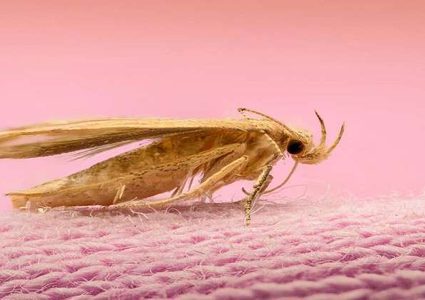 ما سبب انتشار العث وكيف يمكن تجنب تكاثره؟