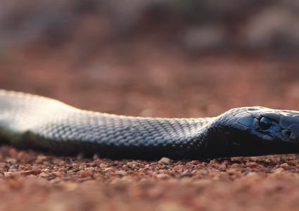 حيوان يقتل مليون زاحف كل يوم!