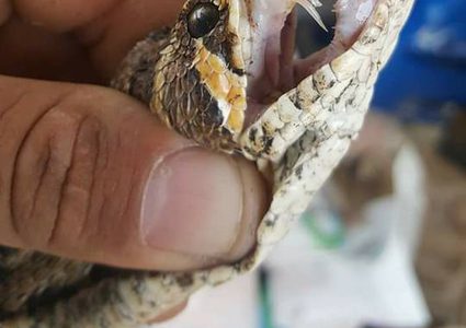 موجة الحرّ تحرّض الأفاعي .. الثمن (100) ألف شيقل أو الحياة (صور)