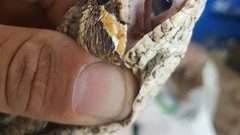 موجة الحرّ تحرّض الأفاعي .. الثمن (100) ألف شيقل أو الحياة (صور)