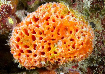 ما هي علاقة الإسفنج البحري في علاج الأمراض المقاومة للمضادات الحيوية ؟