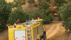 مستوطنون يحرقون عشرات الدونمات شرق نابلس