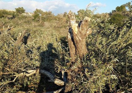 مستوطنون يقتلعون أشجارا في بلدة الخضر جنوب بيت لحم