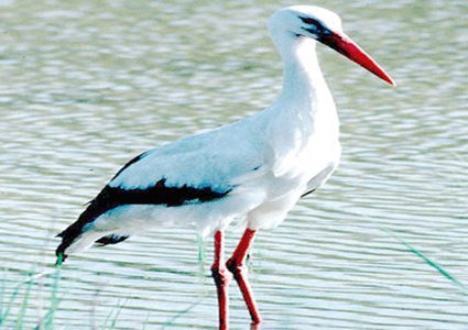 بعد وصوله السودان.. طائر يتسبب بفاتورة هاتفية باهظة