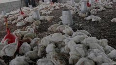 نفوق 16000 طير من مزرعة للدواجن في نابلس