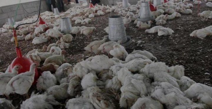 نفوق 16000 طير من مزرعة للدواجن في نابلس
