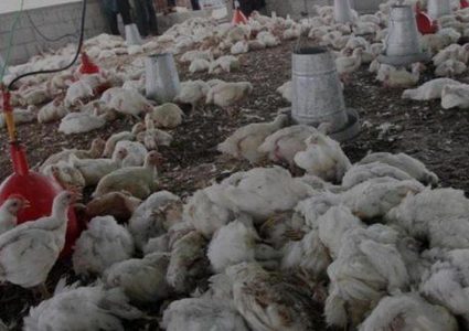 نفوق 16000 طير من مزرعة للدواجن في نابلس