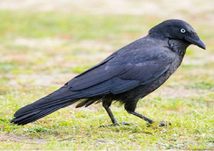فيديو يكشف "حنكة" الغربان وقدرتها على التعلم!