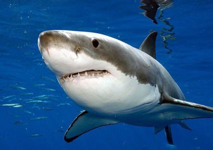 لأول مرة منذ 30 عاما.. رصد قرش أبيض في المتوسط