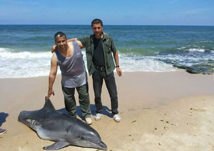 ظهور دلفين نافق على شاطيء بحر رفح جنوب القطاع