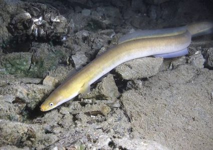 إحباط محاولة تهريب أسماك مهددة بالانقراض