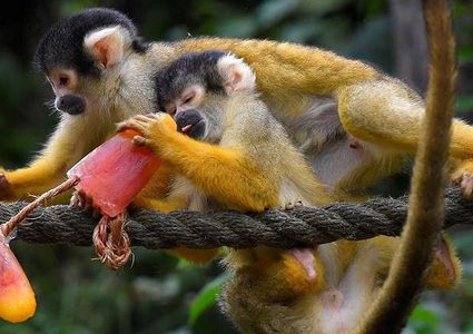 حديقة الحيوان في لندن تحارب موجة الحر بطريقة فريدة