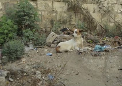 الكلاب الضالة.. مشكلة تؤرق حياة المواطنين في مدينة نابلس (فيديو)