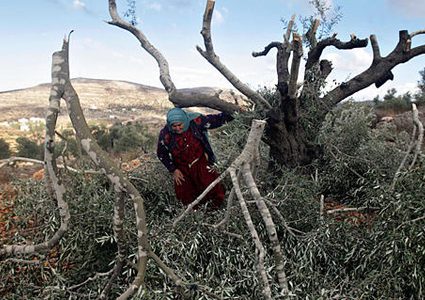 مستوطنون يعدمون 350 شجرة كرمه ببلدة الخضر