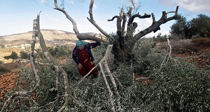 مستوطنون يعدمون 350 شجرة كرمه ببلدة الخضر