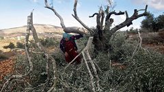 مستوطنون يعدمون 350 شجرة كرمه ببلدة الخضر