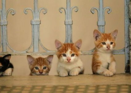 سوري ينشئ محمية للقطط في ريف حلب