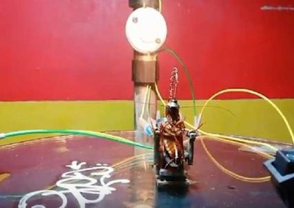 فلبيني يعدم صرصور على كرسي كهربائي لاقتحامه غرفته!