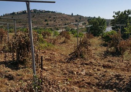 عصابات تدفيع الثمن تقطع 300 شجرة عنب بالقرب من بيت لحم