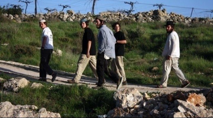 مستوطنون يقطعون أشجار كرمة جنوب بيت لحم