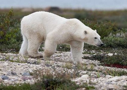 كندي يقضي في مواجهة دب شرس دفاعا عن أطفاله!