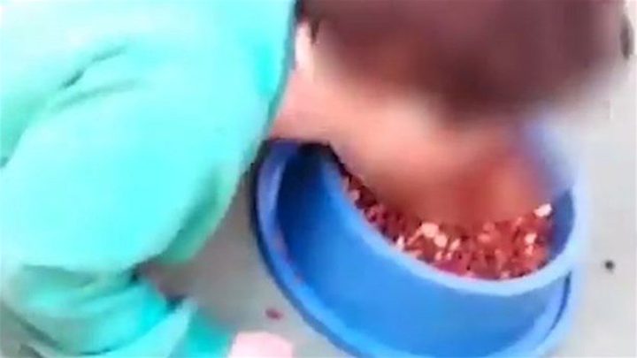 فيديو صادم... أم تجبر طفلها "المريض" على تناول طعام الكلاب