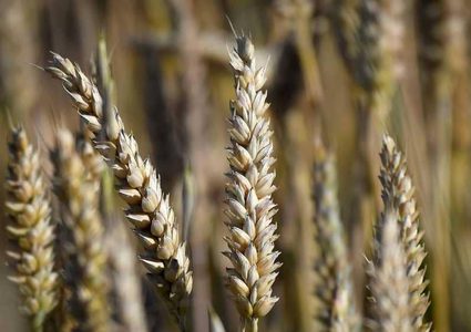 البذور السورية تنقذ محاصيل القمح في الولايات المتحدة