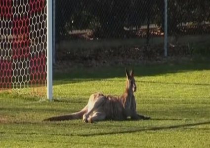 كنغر يقتحم ملعب ويتسبب في توقف مباراة(فيديو)