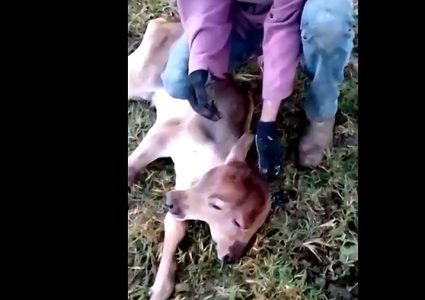 لقطة نادرة لعجل برأسين!