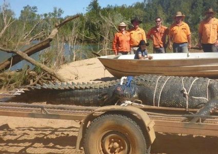 امساك تمساح عملاق في أستراليا بعد 10 سنوات من محاولات صيده