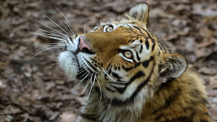 هجوم لنمر هندي على أبقار وسط قرية! (فيديو)