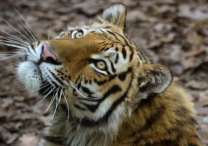 هجوم لنمر هندي على أبقار وسط قرية! (فيديو)