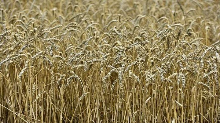 روسيا تتربع على عرش القمح في العالم