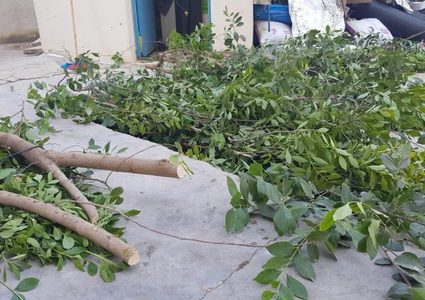 ضبط 5 أشجار من "القات المخدر" برام الله