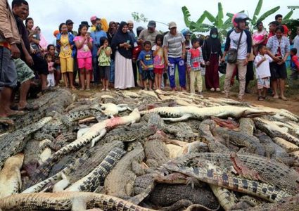 قتل نحو (300) تمساح في هجوم انتقامي في إندونيسيا