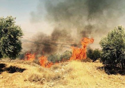 حريق يطال 100 شجرة زيتون معمرة في بلدة كفردان