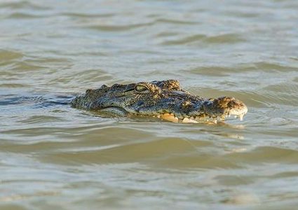 أم ترمي بنفسها في نهر لإنقاذ ابنها من تمساح