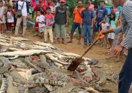 حشد غاضب يرتكب "مجزرة حيوانية"