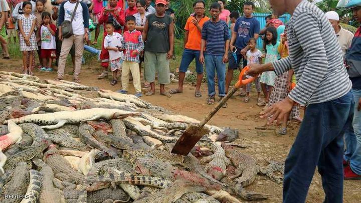 حشد غاضب يرتكب "مجزرة حيوانية"