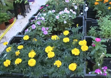 بالفيديو.. تعرف على أنواع الورود المختلفة