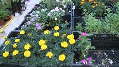 بالفيديو.. تعرف على أنواع الورود المختلفة