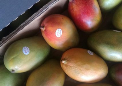 نائب أردني: هل نموت دون مانجا أو بطاطا إسرائيلية"؟