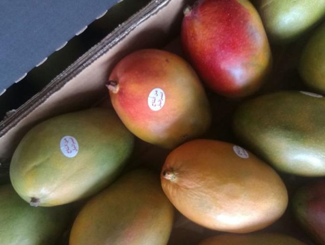 نائب أردني: هل نموت دون مانجا أو بطاطا إسرائيلية"؟