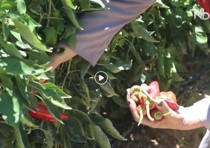 الفلفل الأحمر يزين موائد المواطنين في غزة