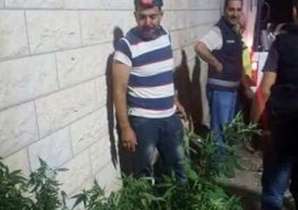 ضبط اشتال لزراعة المخدرات في الاغوار