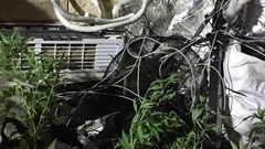 ضبط أشتال مخدرات وسولار مهرب في الأغوار الشمالية