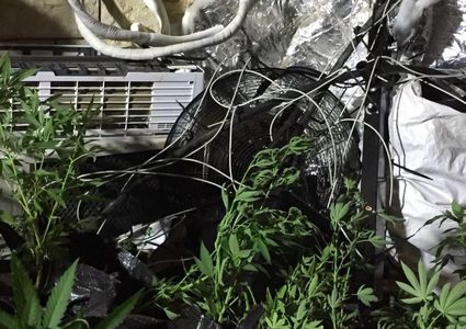 ضبط أشتال مخدرات وسولار مهرب في الأغوار الشمالية